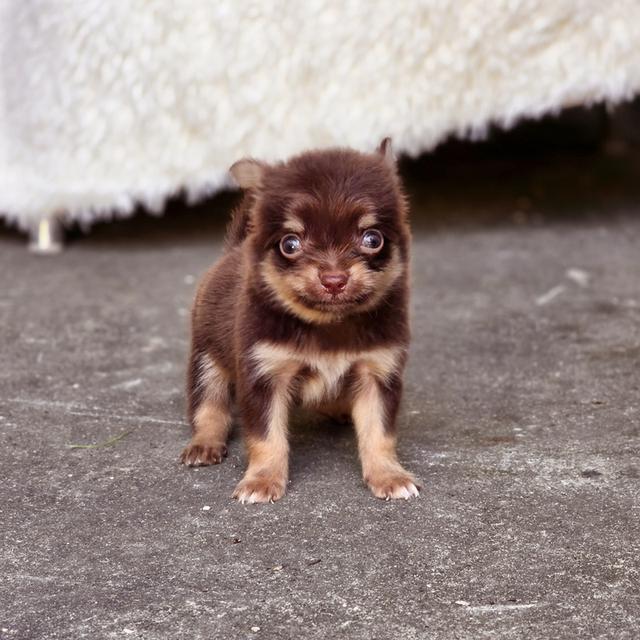 Chihuahuaช็อคแทนหนุ่มน้อยน้องมินิตัวจิ๋วน่ารักมาก