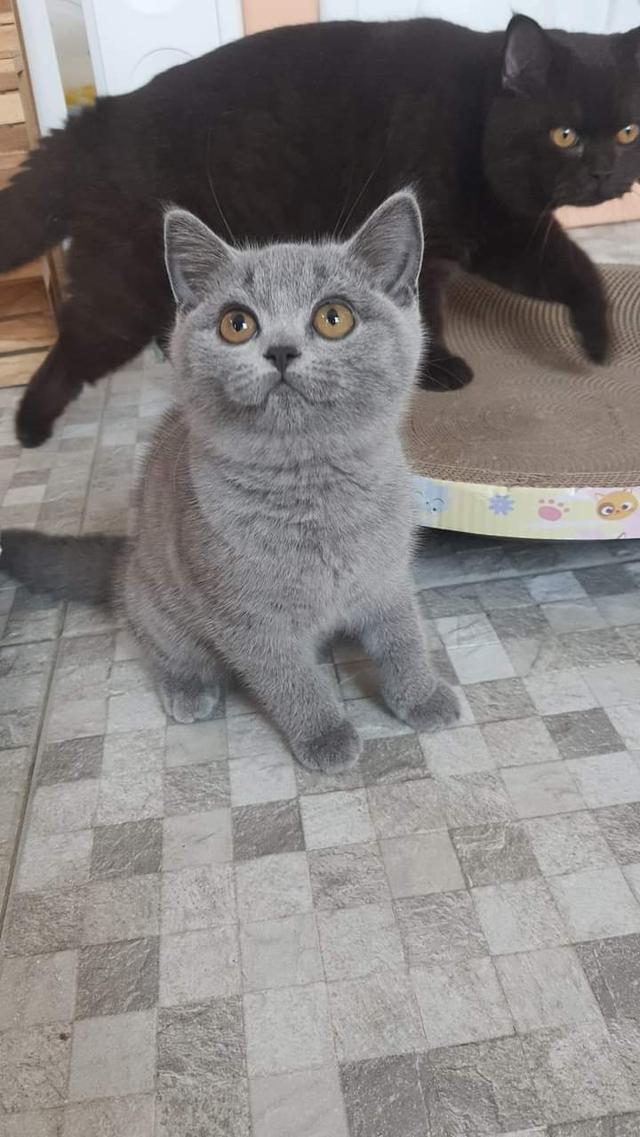 หนุ่มน้อย British Shorthair 2