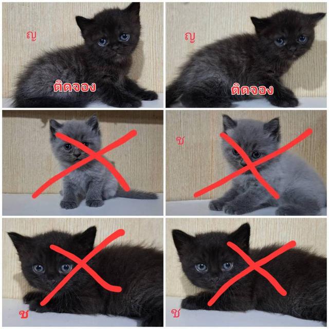 ลูกแมวบริติชเปอร์เซีย 7