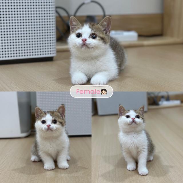 แมว มันซ์กิ้น - บริติช ขาปกติ