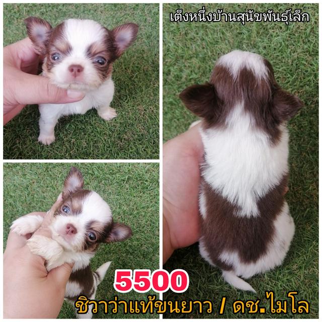 ชิวาว่าเเท้ ขนยาว ขนสั้น พร้อมย้าย