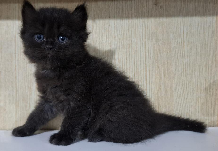 ลูกแมวสายพันธุ์บริติช