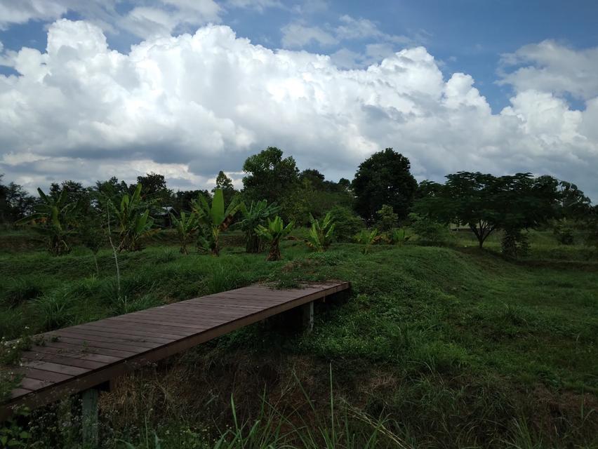 ขายที่ดิน 1