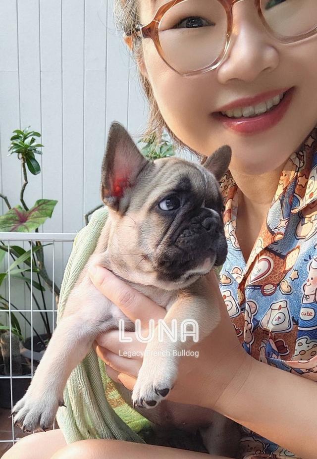 LUNA ลูกสุนัขเฟรนช์บูลด็อก เพศเมีย สีฟอว์น 4