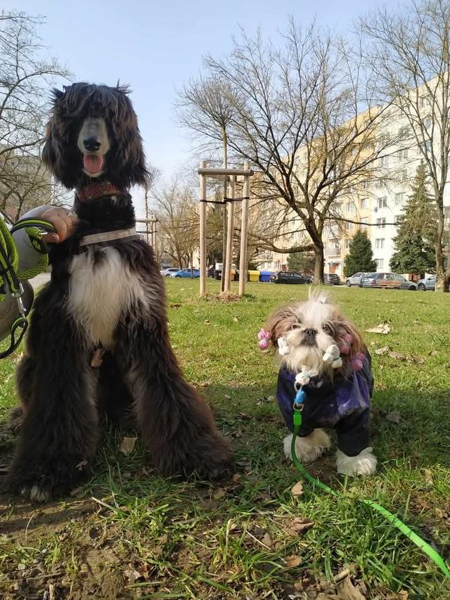 Afghan Hound เชื่องมาก 4