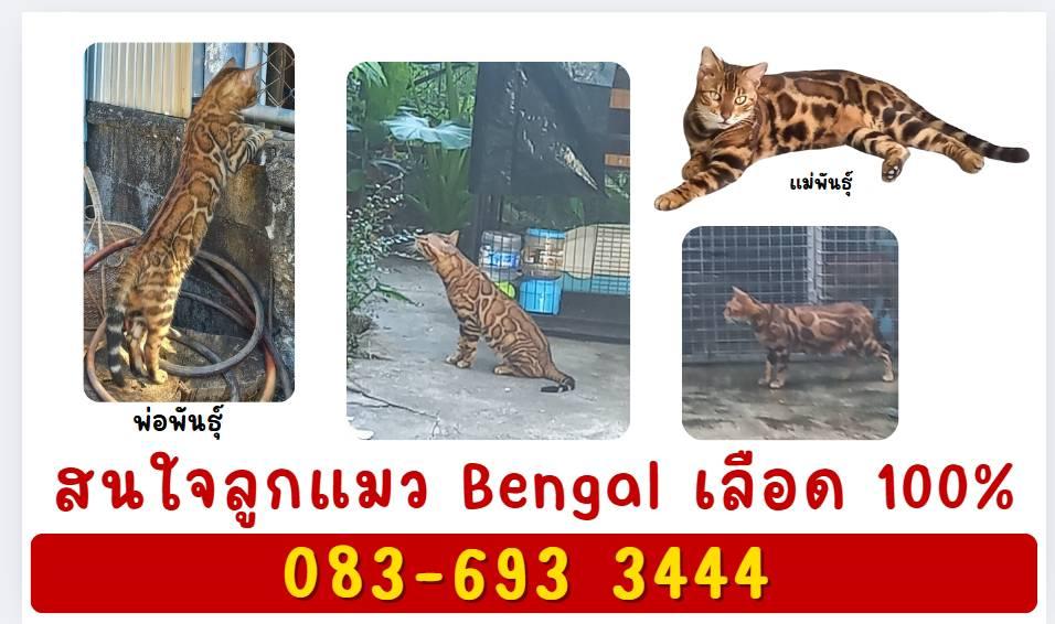 แมวเบงกอล