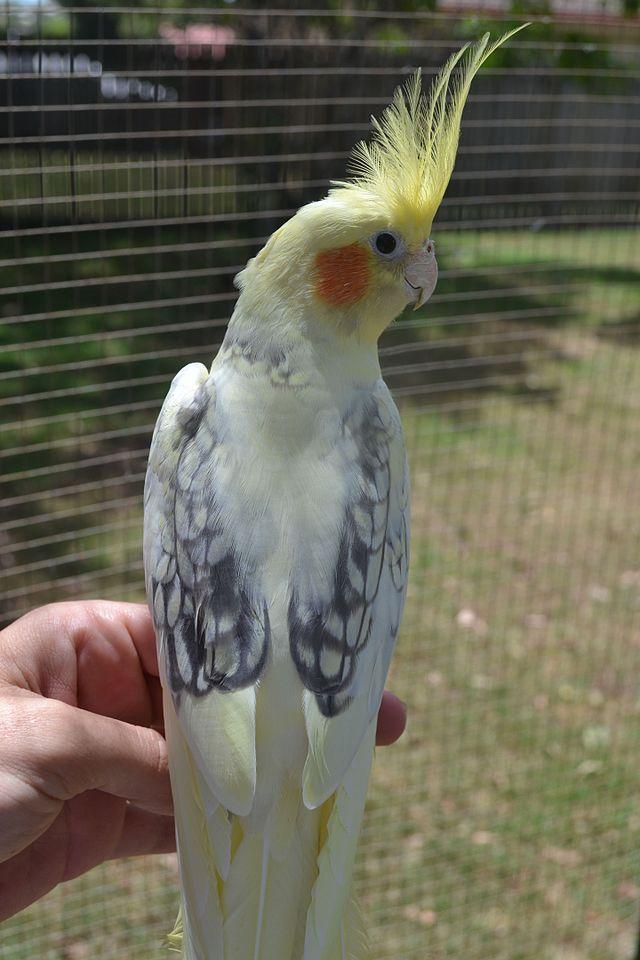 นกค๊อกคาเทลพายมุก (Pearl Cockatiel)  2