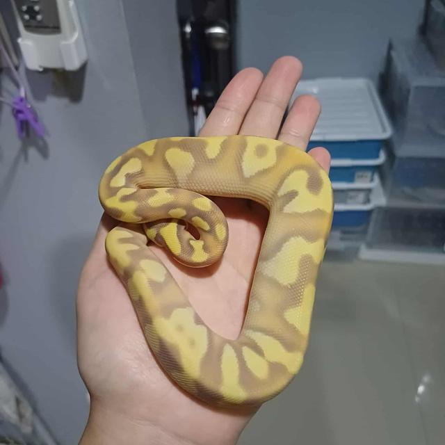 งูบอล 1.0 cg mojave od poss enchi y25