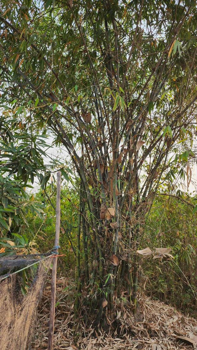 ขายที่ดินถมแล้ว 4-0-40 ไร่ น้ำไม่ท่วม เหมาะแก่การทำสวนและปลูกบ้าน ต.หนองปลาสะวาย อ.บ้านโฮ่ง จ.ลำพูน 9