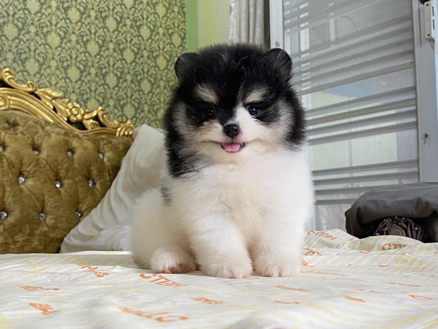 ลูกปอมแท้ สีสวย มาดูตัวจริงได้