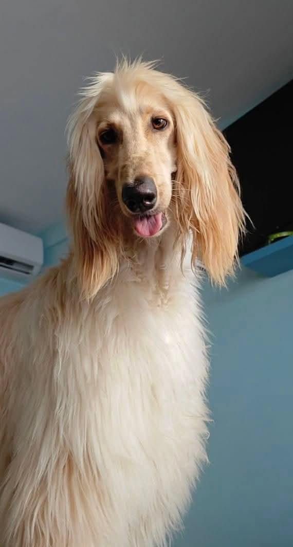 ขาย สุนัข อัฟกัน ฮาวด์ [Afghan Hound] แท้