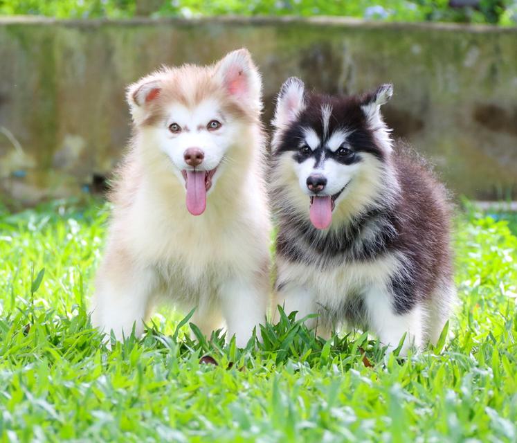 ไซบเรียนเชียงใหม่ราคาถูกมาก ผู้1 เมีย1  2