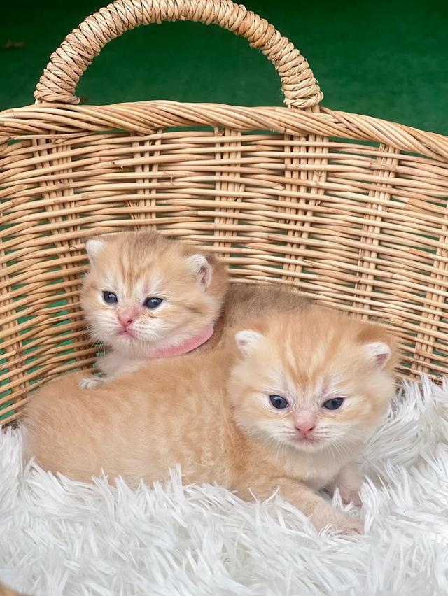 ❌ได้บ้าน ดช. ดญ.สก็อตติชโฟล 2