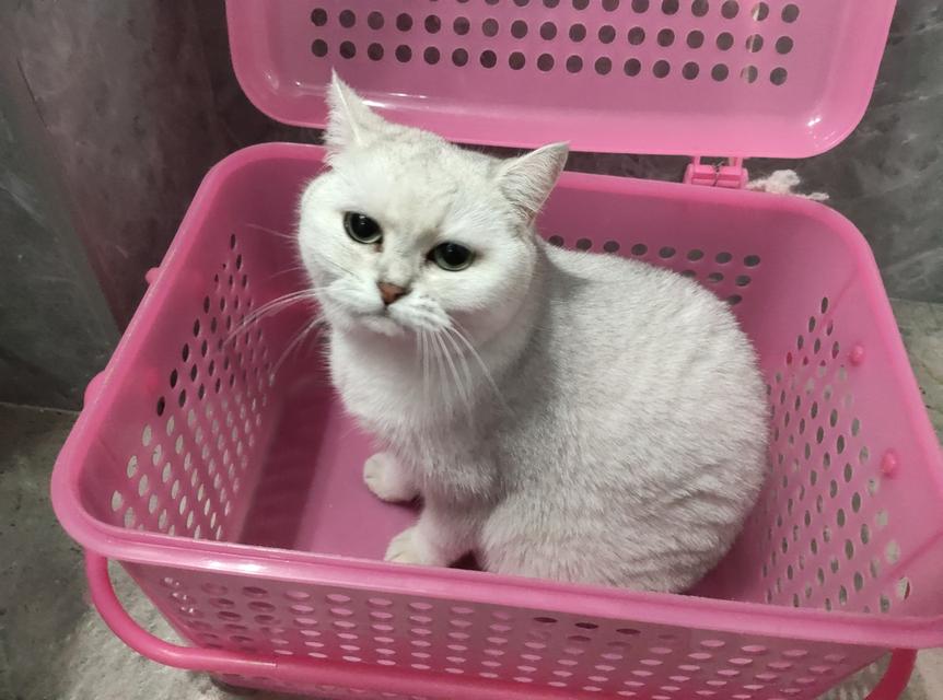 บริติช ชอร์ตแฮร์♀️อายุ2ปี  2