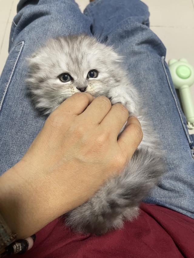 เปิดจองเด็กชาย (สก๊อตติชโฟผสม) รูปที่ 7