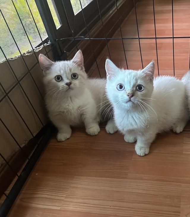 มัชกิ้นขาสั้นตัวผู้ค่ะ