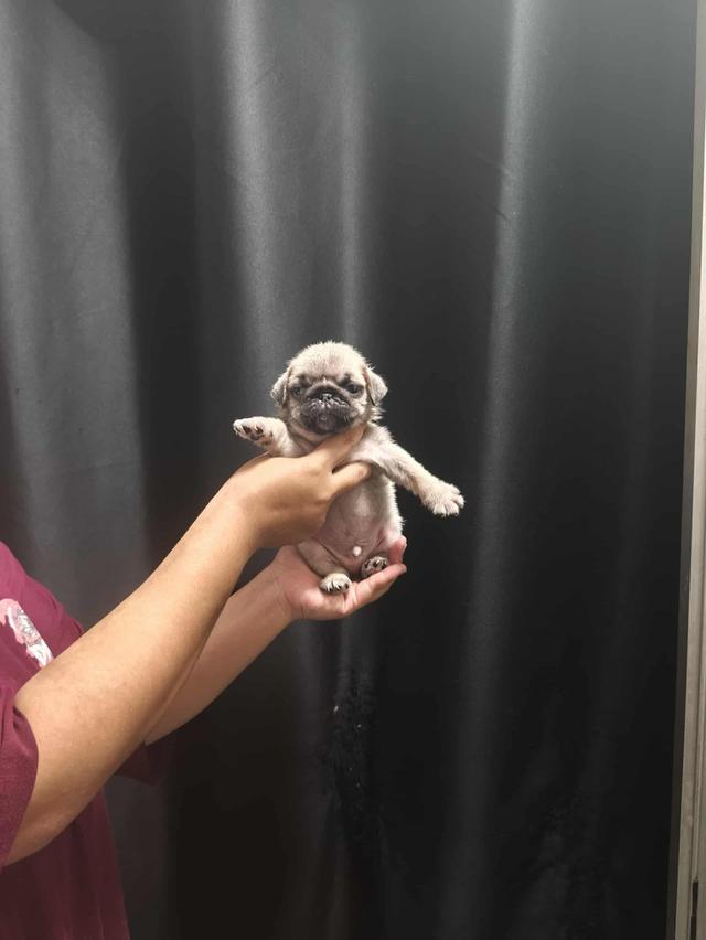 หมาปั๊ก