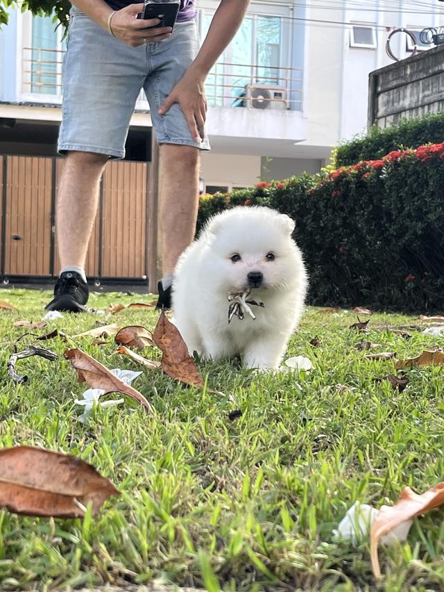 Japanese Spitz (สุนัขพันธุ์สปิตซ์ญี่ปุ่น) 14