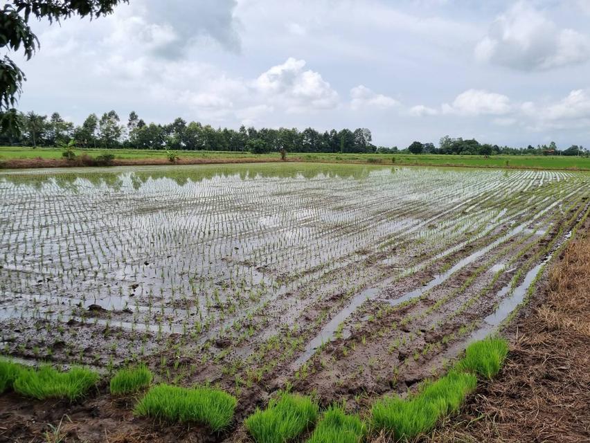 ขายที่ดิน 9.2 ไร่ พิษณุโลก ในเมือง 4