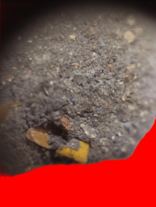 หลวงปู่ทวดเนื้อว่าน 2497 6