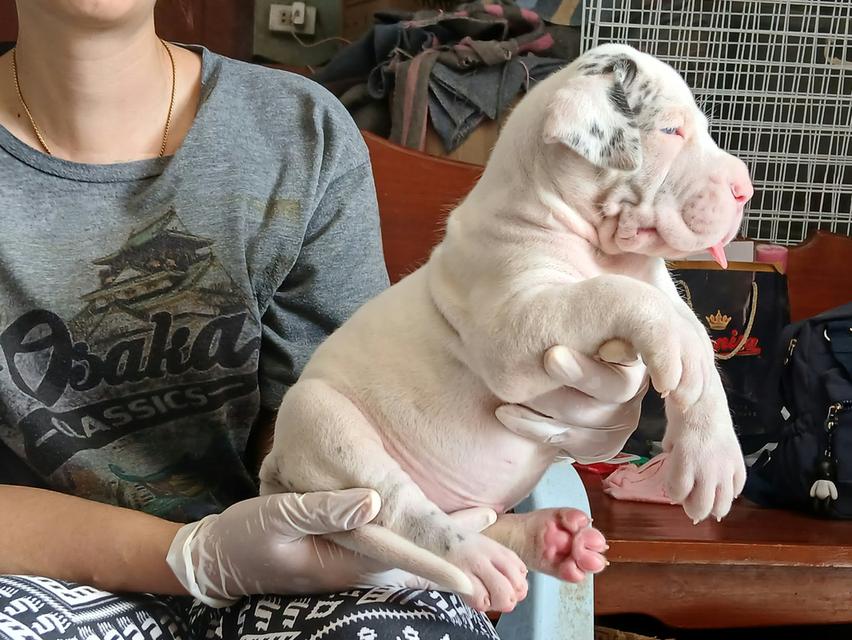เกรทเดนสวยๆ สายยโรปร้อย Great dane for sale รูปย่อยที่ 3