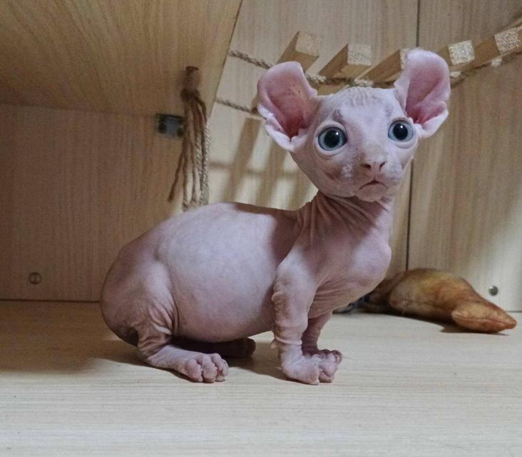 33.แมวดเวล/เพศผู้ หาบ้าน Dwelf Cat/Male looking for a new home