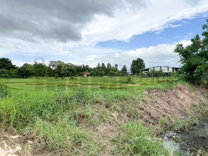 ขาย ที่ดิน บ้านบึง หนอง บอน แดง ชลบุรี(พร้อมสิ่งปลูกสร้าง) รูปที่ 8