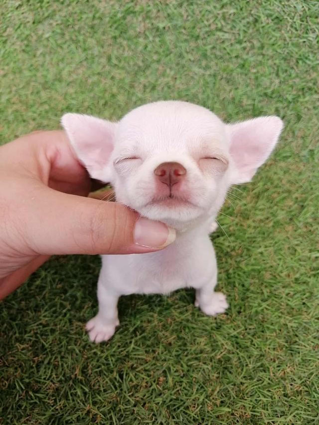 ชิวาว่าเเท้ขนสั้น ญ.