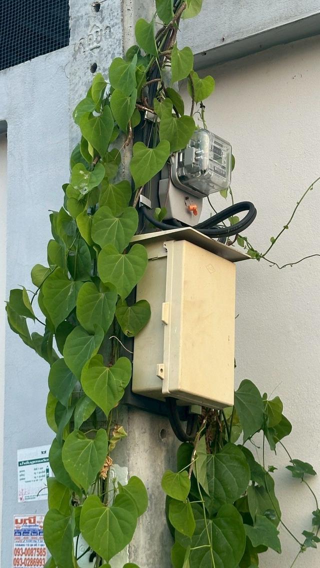 ขายที่ดิน 300 ตรว.แพรกษา ติดคลอง 15