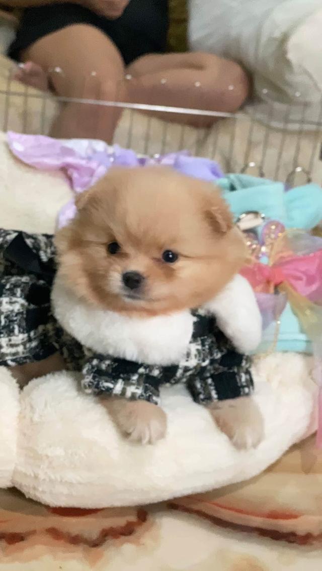 ลูกปอมแท้ น่ารัก กำลังซนๆ ขี้อ้อนสุดๆ รูปที่ 10