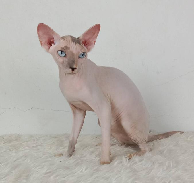 18.แมวสฟิงซ์/เพศเมีย หาบ้าน Sphynx Cat/Female looking for a new home 3