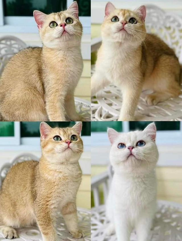 น้องแมว British Shorthair 2