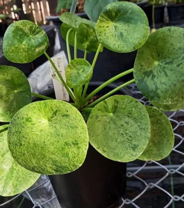 ต้น Pilea ( ไพเลีย ) 3