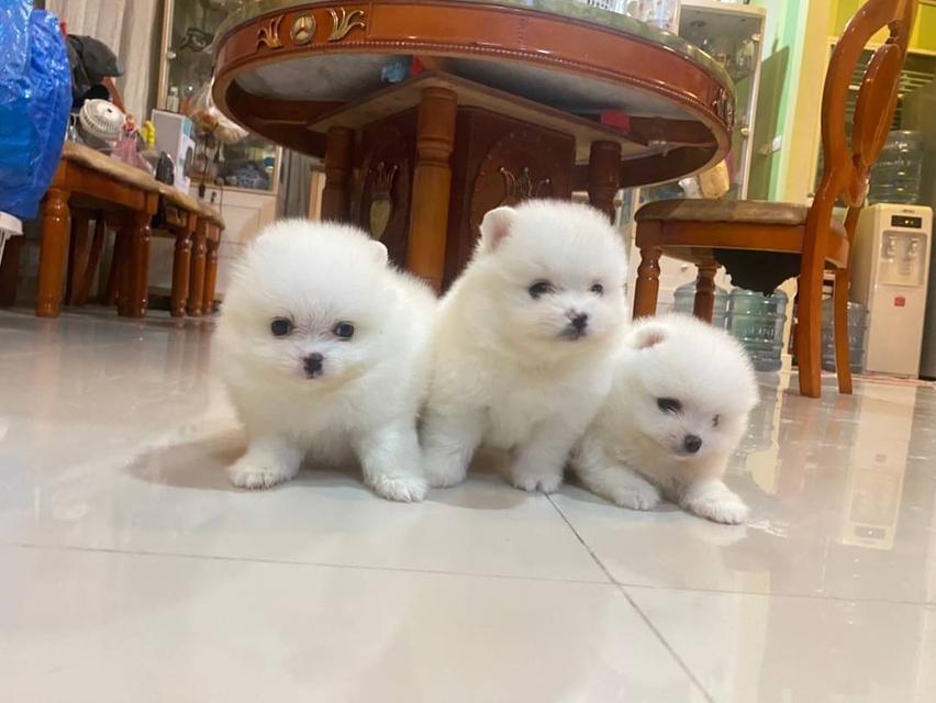 ลูกปอมแท้ น่ารัก จัดส่งฟรี