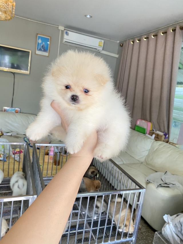 ลูกปอมแท้ พร้อมย้ายบ้านทุกตัว
