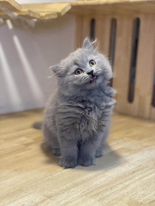 ลูกแมวมันช์กิ้น ขายาว รูปที่ 4