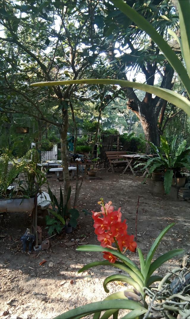 ขายที่ดิน 2 ไร่พร้อมบ้าน 7