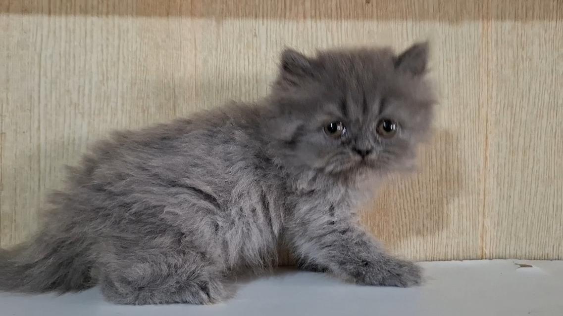 ลูกแมวบริติชสีบลูเพศหญิง รูปที่ 6