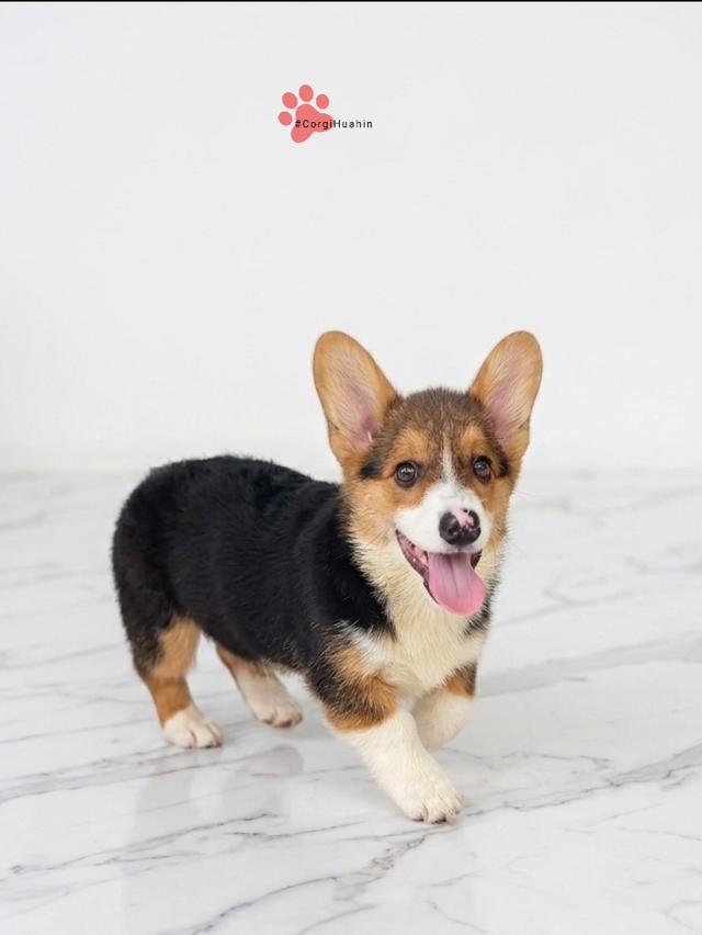 ลูกสุนัขคอร์กี้ สามสี รูปที่ 2