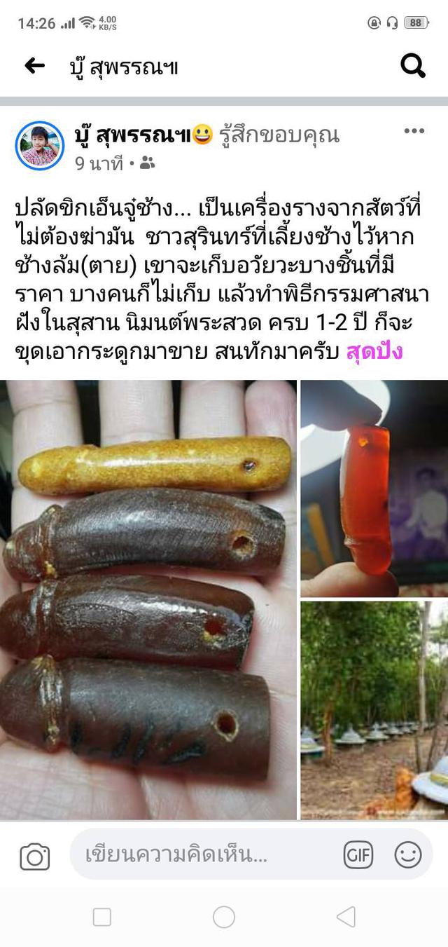 เอ็นกระจู๋ช้างหรือลำกล้องเหยี่ยวช้างไทย