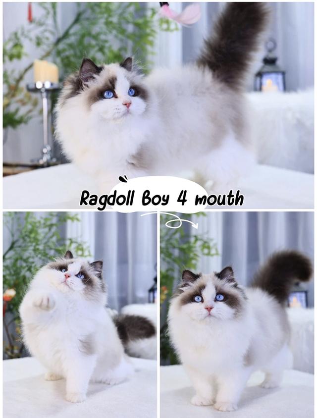Ragdoll ฟรอมสวยนำเข้า🇨🇳มีประกันทุกคน มีทำวัคซีน ตรวจโรคเอสด์ ลูคีเมีย หัด โคโรนาและตรวจสุขภาพก่อนย้ายค่ะ รูปที่ 7