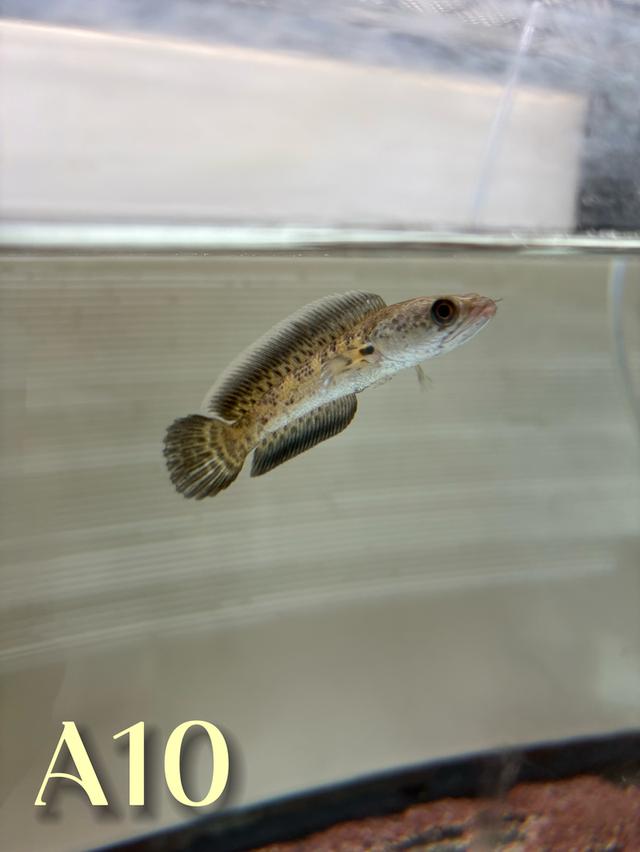 Auranti CB ( Hi-Fin ) 2.5-3.0 Channa Fish #oscar_channa_fish รูปที่ 9