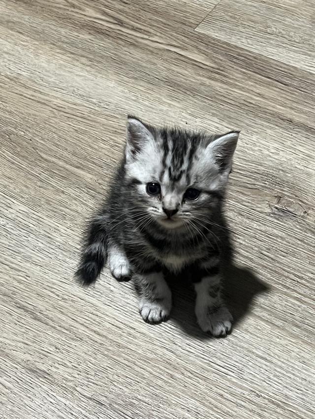 American Shorthair 