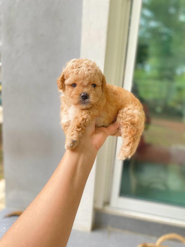พุดเดิ้ล น่ารักมากๆ ว่าง ชาย 1 หญิง 1 หมดแล้วหมดเลย