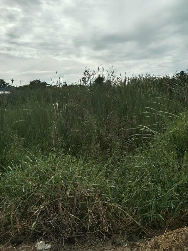 ขายที่ดินนครปฐม ถ.มาลัยแมน ต.ลำพยา อ.เมือง ราคาถูกทำเลทอง 8