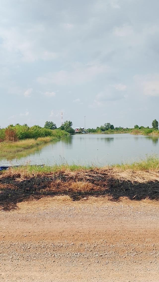 ที่ดินบ่อกุ้ง6ไร่จังหวัดสมุทรสาคร 4