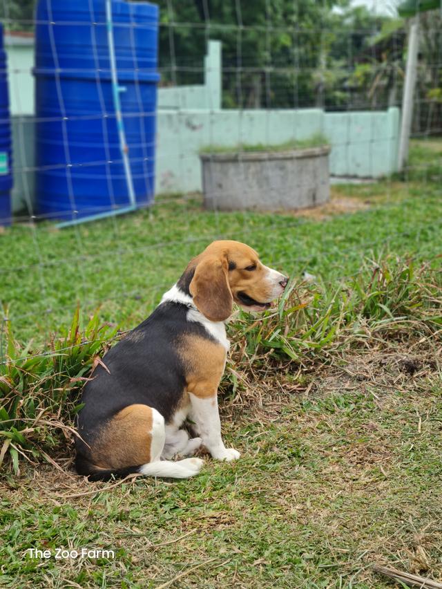 ลูกน้องบีเกิ้ลน่ารักๆ รูปย่อยที่ 3