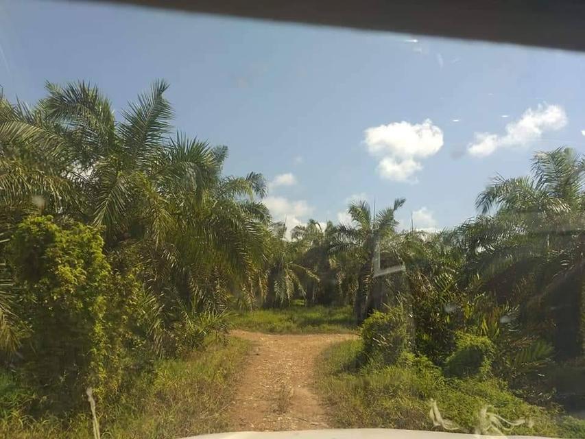 ที่ดิน สวนปาล์มน้ำมัน อ.หลังสวน จ.ชุมพร 13