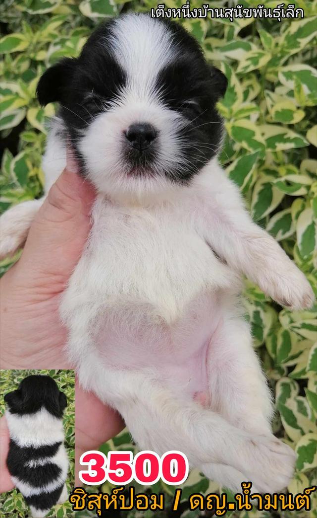 เปิดจอง ชิสุห์ผสม ปอม พุดเดิ้ล ชิวาว่า 7