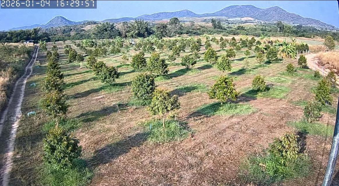 ขายที่ 20 ไร่ สวนทุเรียน 400 ต้น ไร่ละ 350,000 บาท มีน้ำ 3 บ่อ บาดาล 2 บ่อ 0656439494 1